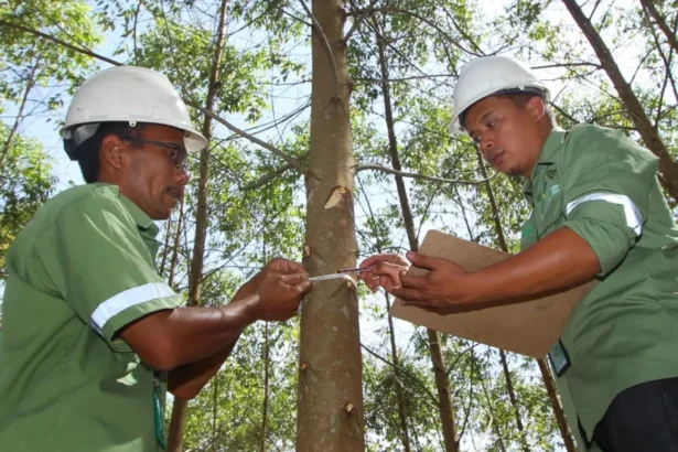 Karyawan PT Toba Pulp Lestari Tbk cek lebar pohon. (Sumber: Dok. Toba Pulp Lestari)