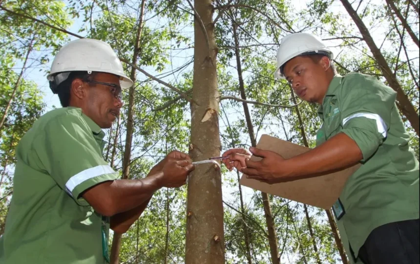 Karyawan PT Toba Pulp Lestari Tbk cek lebar pohon. (Sumber: Dok. Toba Pulp Lestari)