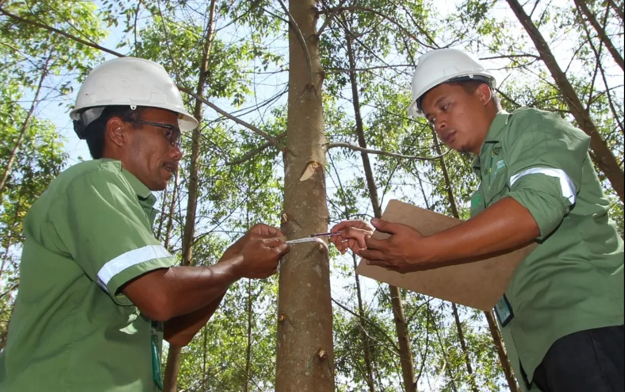 Karyawan PT Toba Pulp Lestari Tbk cek lebar pohon. (Sumber: Dok. Toba Pulp Lestari)