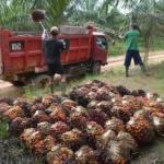 Pekerja memuat tandan buah segar (TBS) kelapa sawit ke atas truk di perkebunan kelapa sawit Ogan Komering Ilir (OKI), Sumatera Selatan, Kamis (26/3/2026). Badan Pusat Statistik mencatat ekspor crude palm oil (CPO) pada Januari 2026 mengalami peningkatan 59,63 persen menjadi 2.514 ribu ton atau senilai 2,29 miliar dollar AS dibandingkan pada januari 2025 sebesar 1,485 ribu ton senilai 1,75 miliar dollar AS.