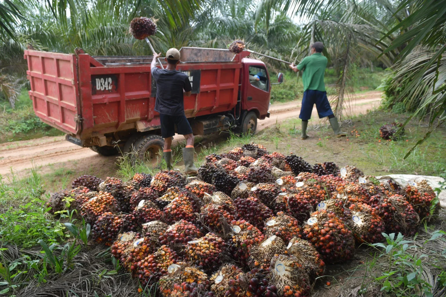 Pekerja memuat tandan buah segar (TBS) kelapa sawit ke atas truk di perkebunan kelapa sawit Ogan Komering Ilir (OKI), Sumatera Selatan, Kamis (26/3/2026). Badan Pusat Statistik mencatat ekspor crude palm oil (CPO) pada Januari 2026 mengalami peningkatan 59,63 persen menjadi 2.514 ribu ton atau senilai 2,29 miliar dollar AS dibandingkan pada januari 2025 sebesar 1,485 ribu ton senilai 1,75 miliar dollar AS.