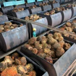 Karyawan mengawasi proses pemasukan Tandan Buah Segar (TBS) kelapa sawit ke dalam mesin pengolahan minyak sawit mentah atau crude palm oil (CPO) di PT Karya Tanah Subur Desa Padang Sikabu, Kaway XVI, Aceh Barat, Aceh