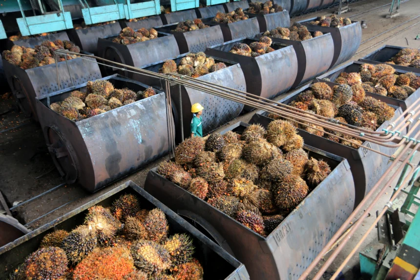 Karyawan mengawasi proses pemasukan Tandan Buah Segar (TBS) kelapa sawit ke dalam mesin pengolahan minyak sawit mentah atau crude palm oil (CPO) di PT Karya Tanah Subur Desa Padang Sikabu, Kaway XVI, Aceh Barat, Aceh