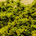 Kebon Ganja Medis. (Sumber: Unsplash/Joel Arbaje)