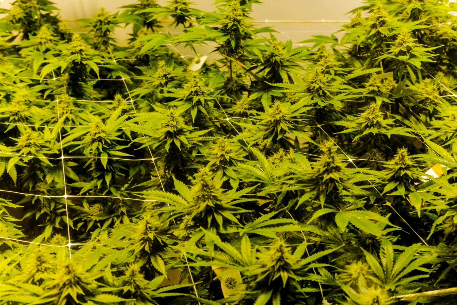 Kebon Ganja Medis. (Sumber: Unsplash/Joel Arbaje)