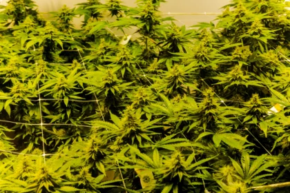 Kebon Ganja Medis. (Sumber: Unsplash/Joel Arbaje)