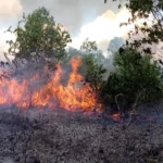 Sinyal krisis karhutla telah dimulai secara masif jauh sebelum musim kemarau.