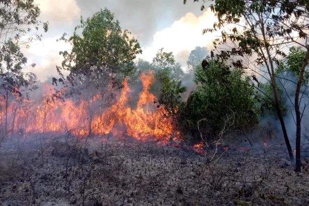 Sinyal krisis karhutla telah dimulai secara masif jauh sebelum musim kemarau.