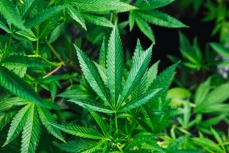 Daun Ganja untuk Medis. (Sumber: Unsplash/Rick Proctor)