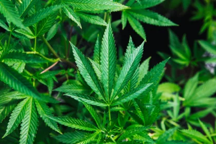 Daun Ganja untuk Medis. (Sumber: Unsplash/Rick Proctor)
