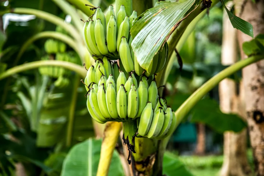Pohon Pisang