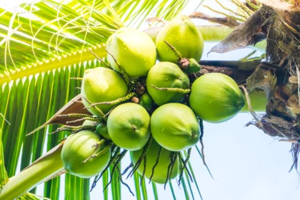 Manfaat kelapa muda