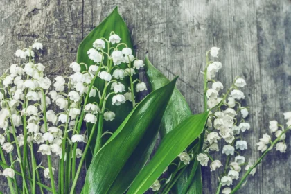 bunga Lily of the Valley