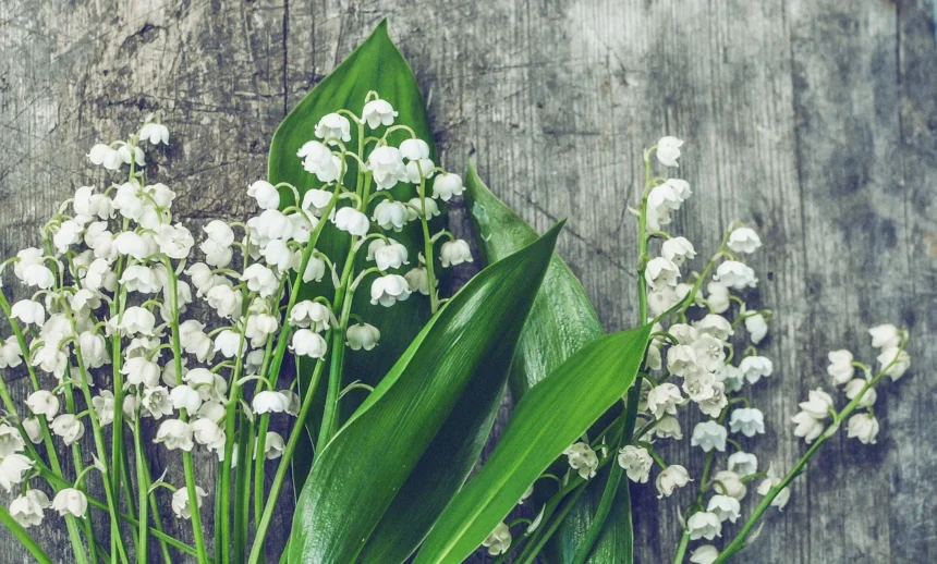 bunga Lily of the Valley
