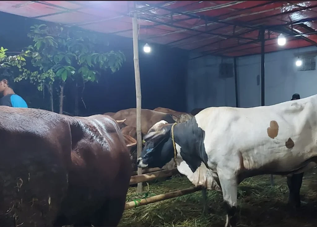 Sapi Kurban