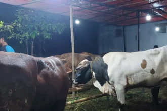 Sapi Kurban
