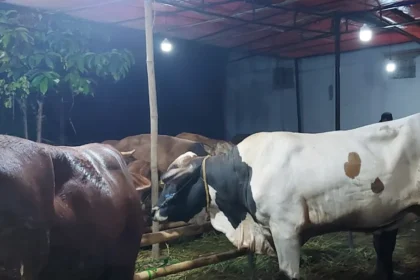 Hewan kurban jenis sapi