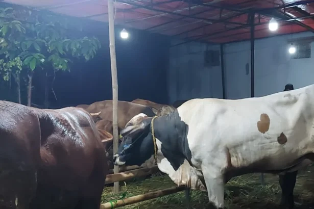 Hewan kurban jenis sapi