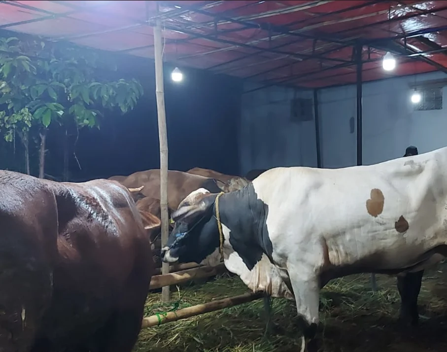 Hewan kurban jenis sapi