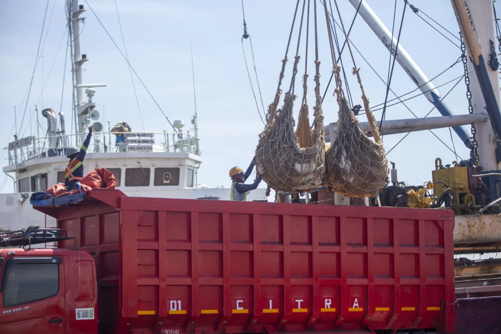 Pekerja membongkar muat jagung kering curah di Pelabuhan Cirebon, Jawa Barat, Kamis (21/5/2026).