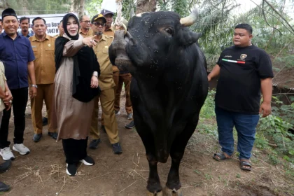 Wali Kota Banda Aceh Illiza Saaduddin Djamal (tengah) melihat seekor sapi bantuan kemasyarakatan Presiden Prabowo Subianto jenis simmental yang diterima Pemerintah Kota di Desa Ilie, Banda Aceh, Aceh, Selasa (26/5/2026). (Sumber: Antara Foto/Irwansyah Putra/wsj)