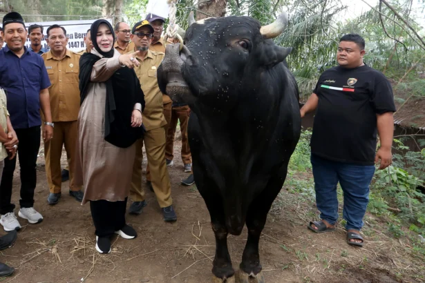 Wali Kota Banda Aceh Illiza Saaduddin Djamal (tengah) melihat seekor sapi bantuan kemasyarakatan Presiden Prabowo Subianto jenis simmental yang diterima Pemerintah Kota di Desa Ilie, Banda Aceh, Aceh, Selasa (26/5/2026). (Sumber: Antara Foto/Irwansyah Putra/wsj)
