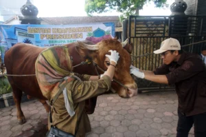 Petugas kesehatan hewan memeriksa kesehatan sapi bantuan Presiden di Tulungagung, Jawa Timur, Selasa (26/5/2026).