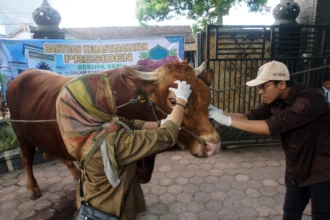 Petugas kesehatan hewan memeriksa kesehatan sapi bantuan Presiden di Tulungagung, Jawa Timur, Selasa (26/5/2026).