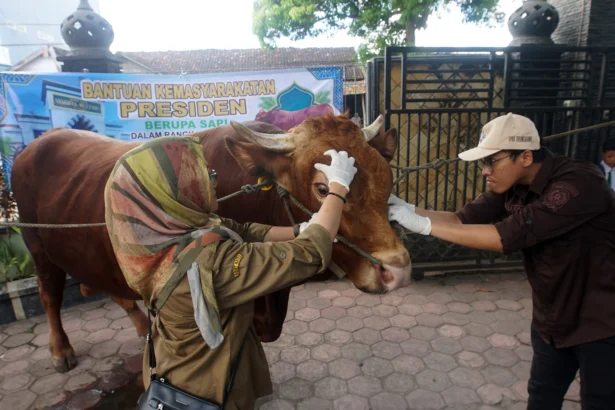 Petugas kesehatan hewan memeriksa kesehatan sapi bantuan Presiden di Tulungagung, Jawa Timur, Selasa (26/5/2026).