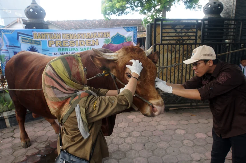 Petugas kesehatan hewan memeriksa kesehatan sapi bantuan Presiden di Tulungagung, Jawa Timur, Selasa (26/5/2026).