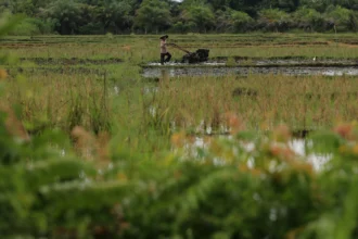 Petani membajak sawah dengan menggunakan traktor tangan di area persawahan tadah hujan Desa Suak Raya, Johan Pahlawan, Aceh Barat, Aceh, Kamis (14/5/2026). Berdasarkan data Dinas Pertanian Tanaman Pangan dan Hortikultura Aceh Barat, sebanyak 2.130 hektar lahan sawah tadah hujan yang tersebar di 12 Kecamatan mulai dikerjakan petani karena telah memasuki musim penghujan dan musim tanam gadu.