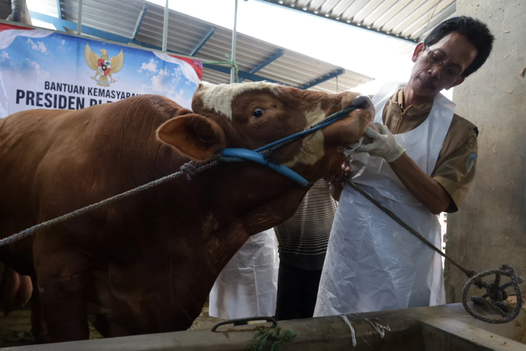 Petugas Dinas Ketahanan Pangan dan Peternakan memeriksa kondisi kesehatan sapi kurban bantuan dari Presiden Prabowo Subianto di Desa Pule, Kabupaten Kediri, Jawa Timur, Selasa (26/5/2026). (Sumber: Antara Foto/Prasetia Fauzani/agr)