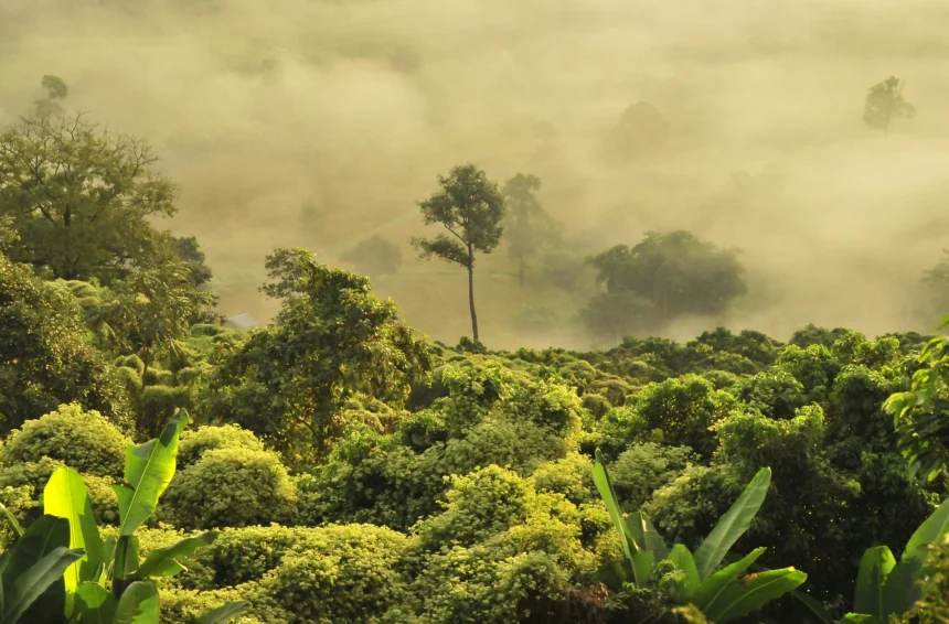 Ilustrasi Hutan Tropis. (Sumber: Unsplash/ Boudewijn Huysmans)
