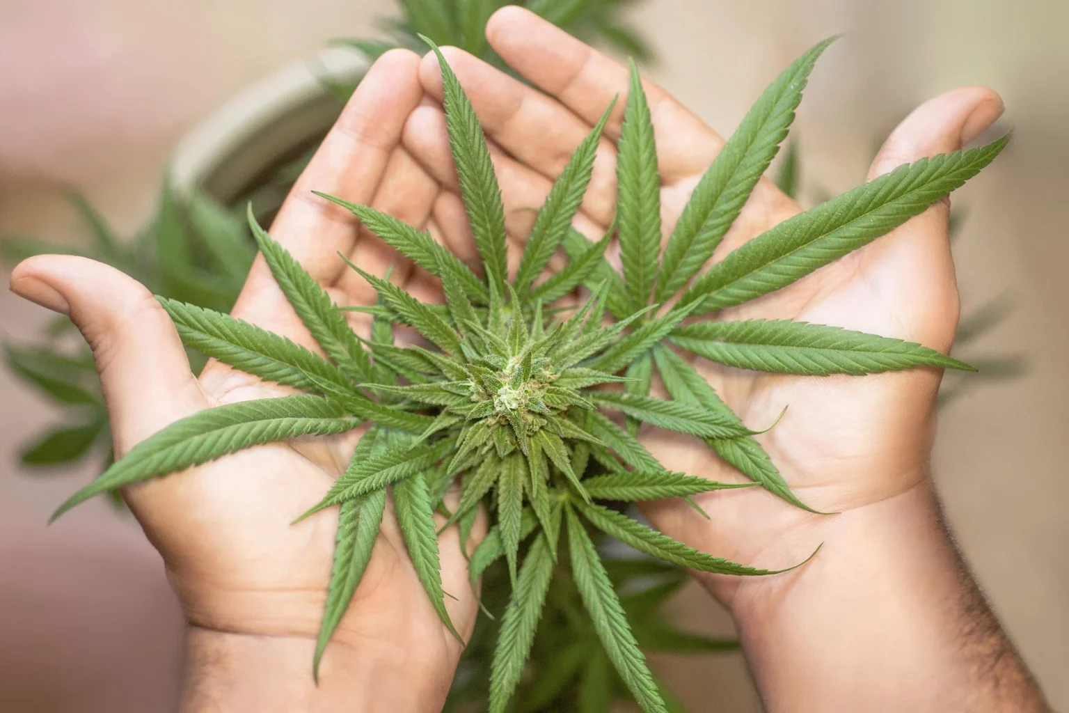 Ilustrasi daun ganja.