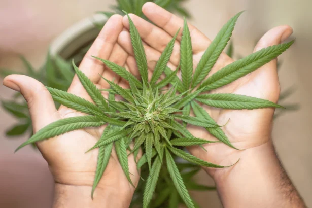 Ilustrasi daun ganja.