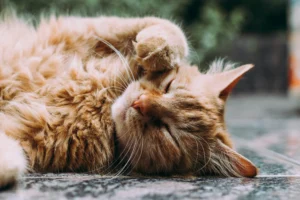 Hewan kucing