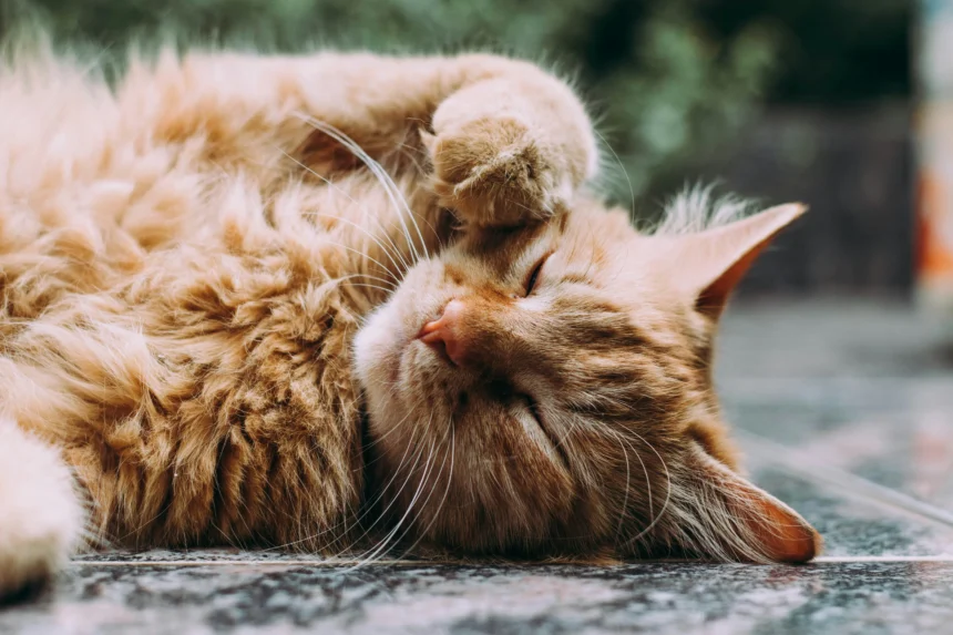 Hewan kucing
