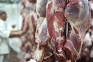 Gambar ilustrasi daging kurban
