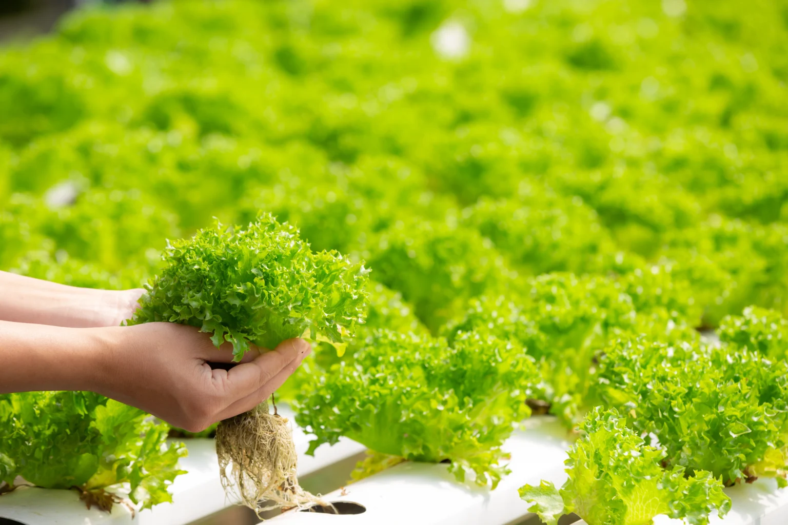 Urban farming