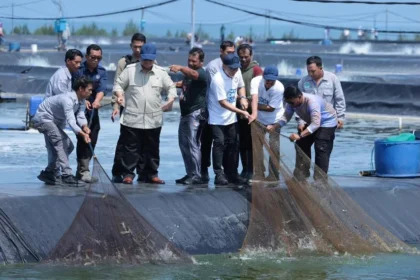 Presiden Prabowo Subianto menghadiri panen raya udang di kawasan Budi Daya Udang Berbasis Kawasan (BUBK) Kebumen, Jawa Tengah, Sabtu, 23 Mei 2026.