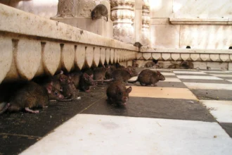 Gerombolan tikus dalam sebuah ruangan.