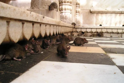 Gerombolan tikus dalam sebuah ruangan.
