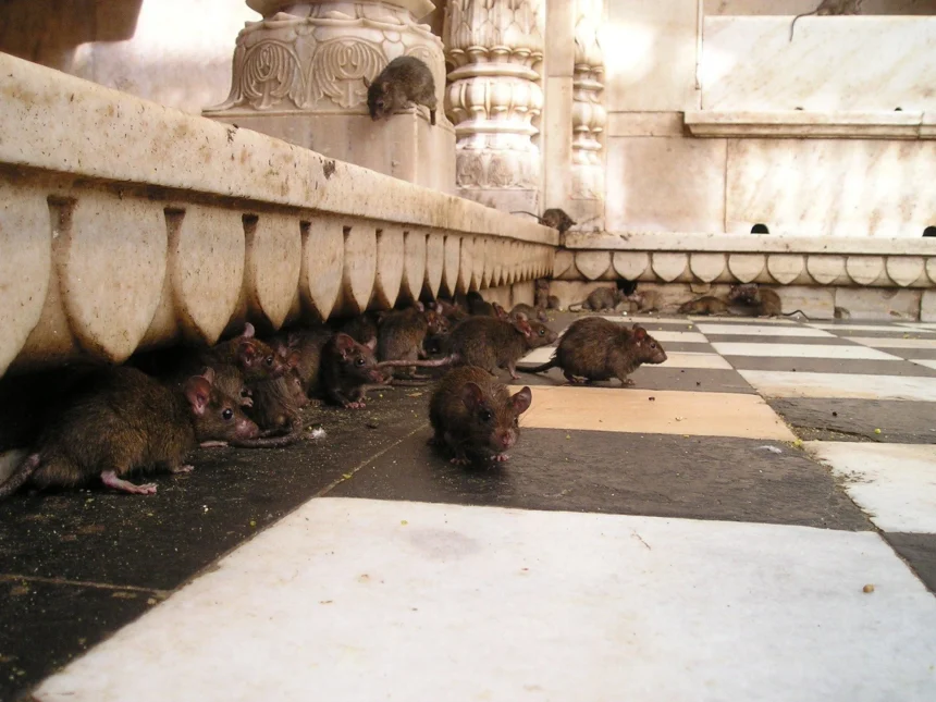 Gerombolan tikus dalam sebuah ruangan.