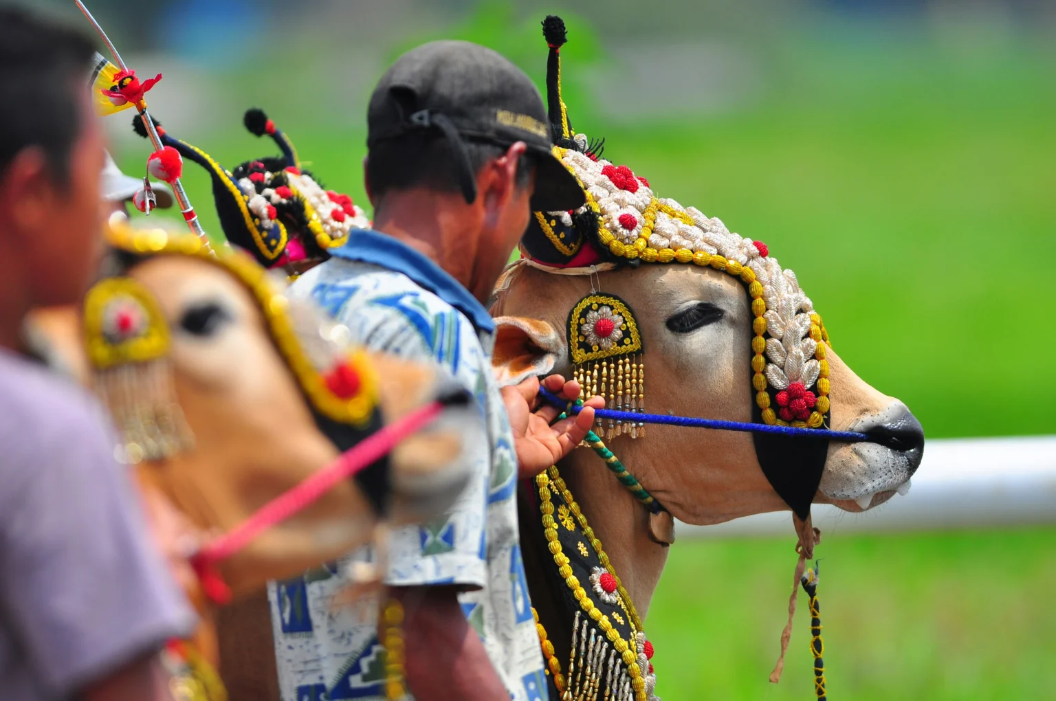 Karapan Sapi di Madura, Jawa Timur. (Sumber: Unsplash/ Yusuf Hasan)