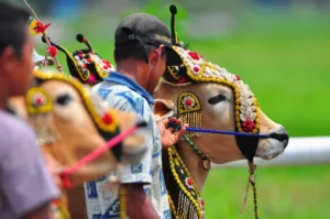 Karapan Sapi di Madura, Jawa Timur. (Sumber: Unsplash/ Yusuf Hasan)