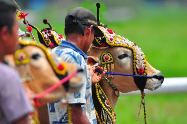 Karapan Sapi di Madura, Jawa Timur. (Sumber: Unsplash/ Yusuf Hasan)