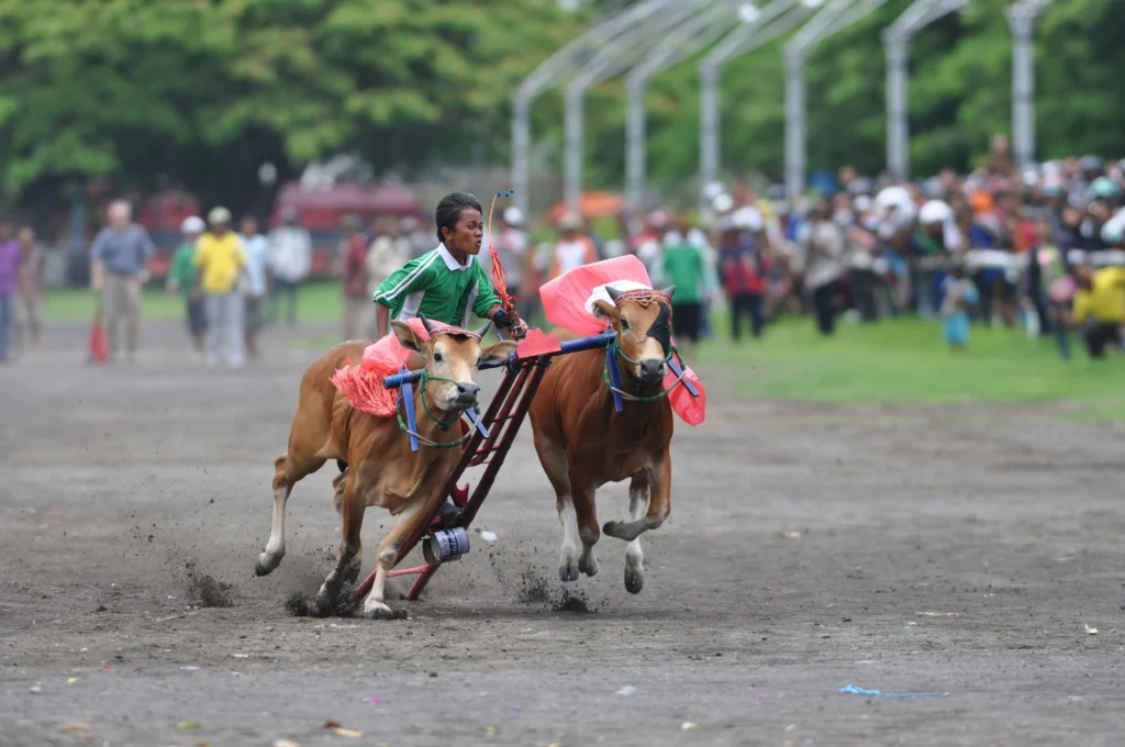Karapan Sapi di Madura, Jawa Timur. (Sumber: Unsplash/ Yusuf Hasan)