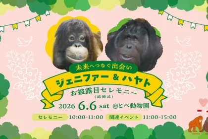 Orangutan Indonesia Dijodohkan dengan Orangutan Jepang