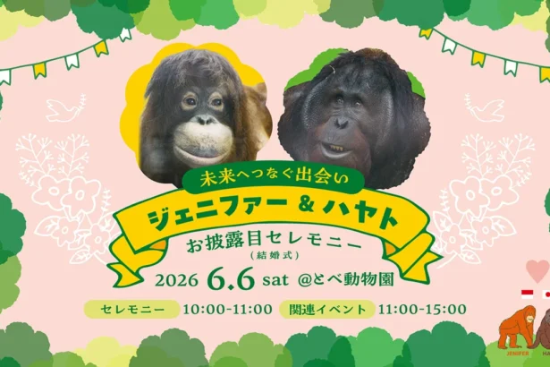 Orangutan Indonesia Dijodohkan dengan Orangutan Jepang