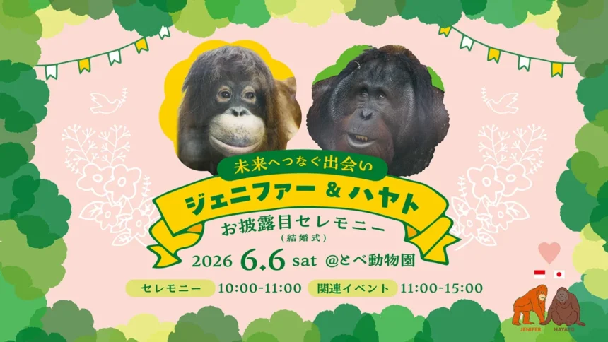 Orangutan Indonesia Dijodohkan dengan Orangutan Jepang